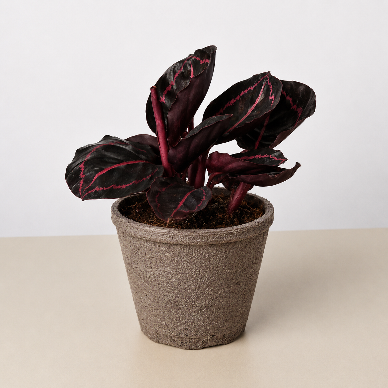 Calathea 'Dottie' - 4" Pot - NURSERY POT ONLY