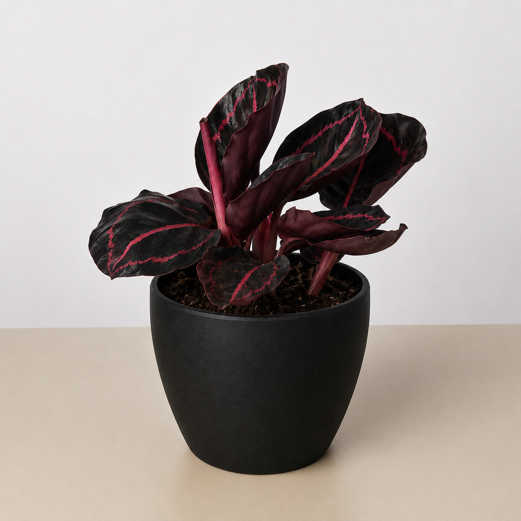 Calathea 'Dottie' - 4" Pot - NURSERY POT ONLY