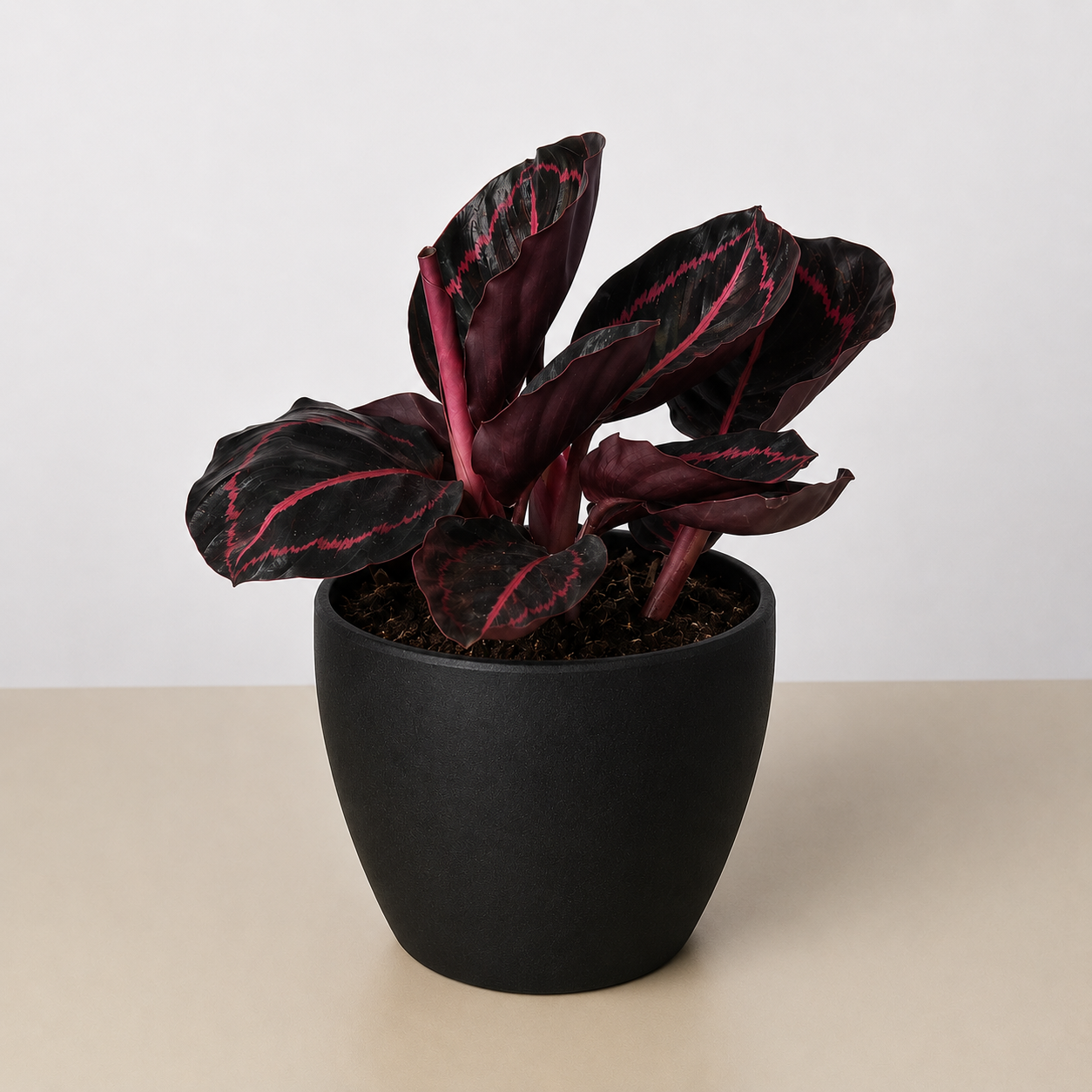 Calathea 'Dottie' - 4" Pot - NURSERY POT ONLY