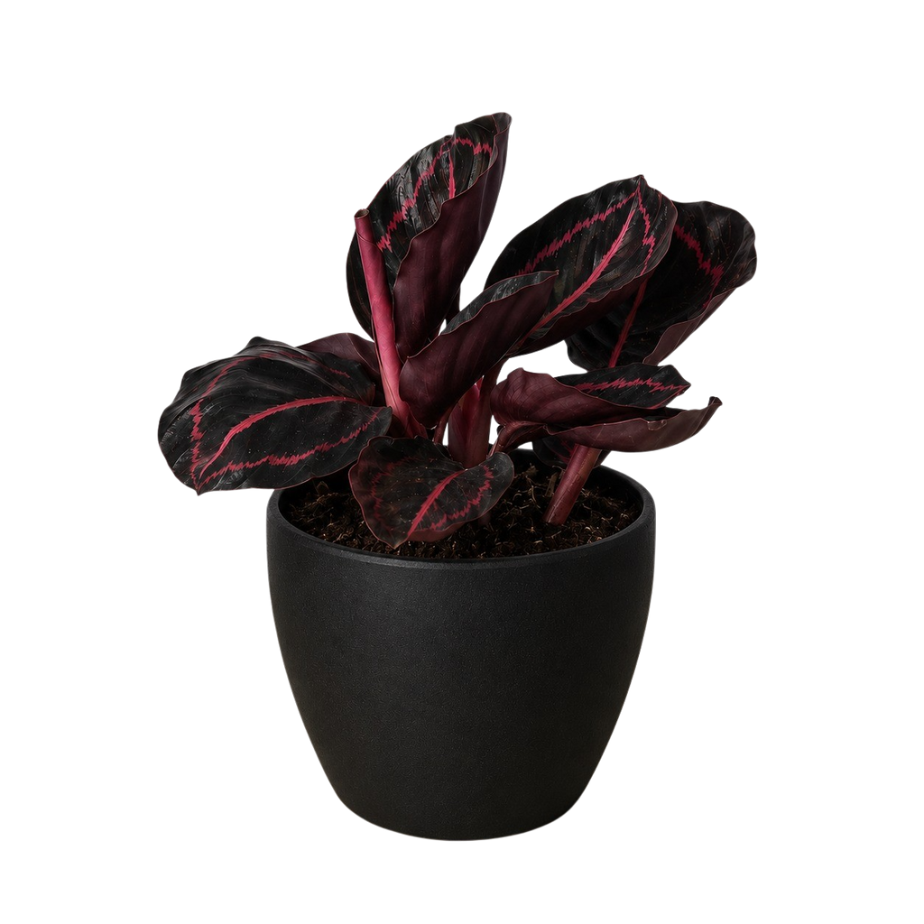 Calathea 'Dottie' - 4" Pot - NURSERY POT ONLY