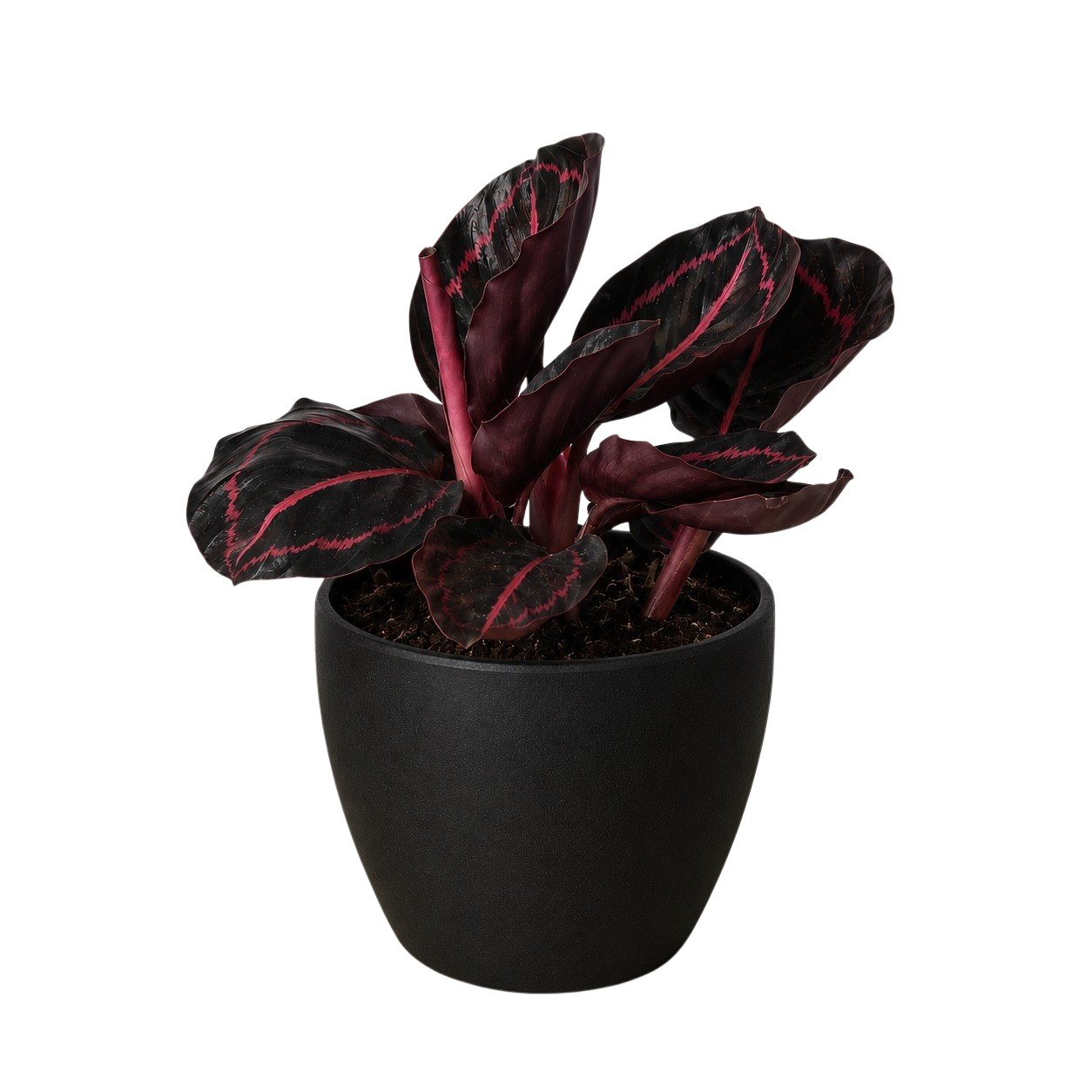 Calathea 'Dottie' - 4" Pot - NURSERY POT ONLY