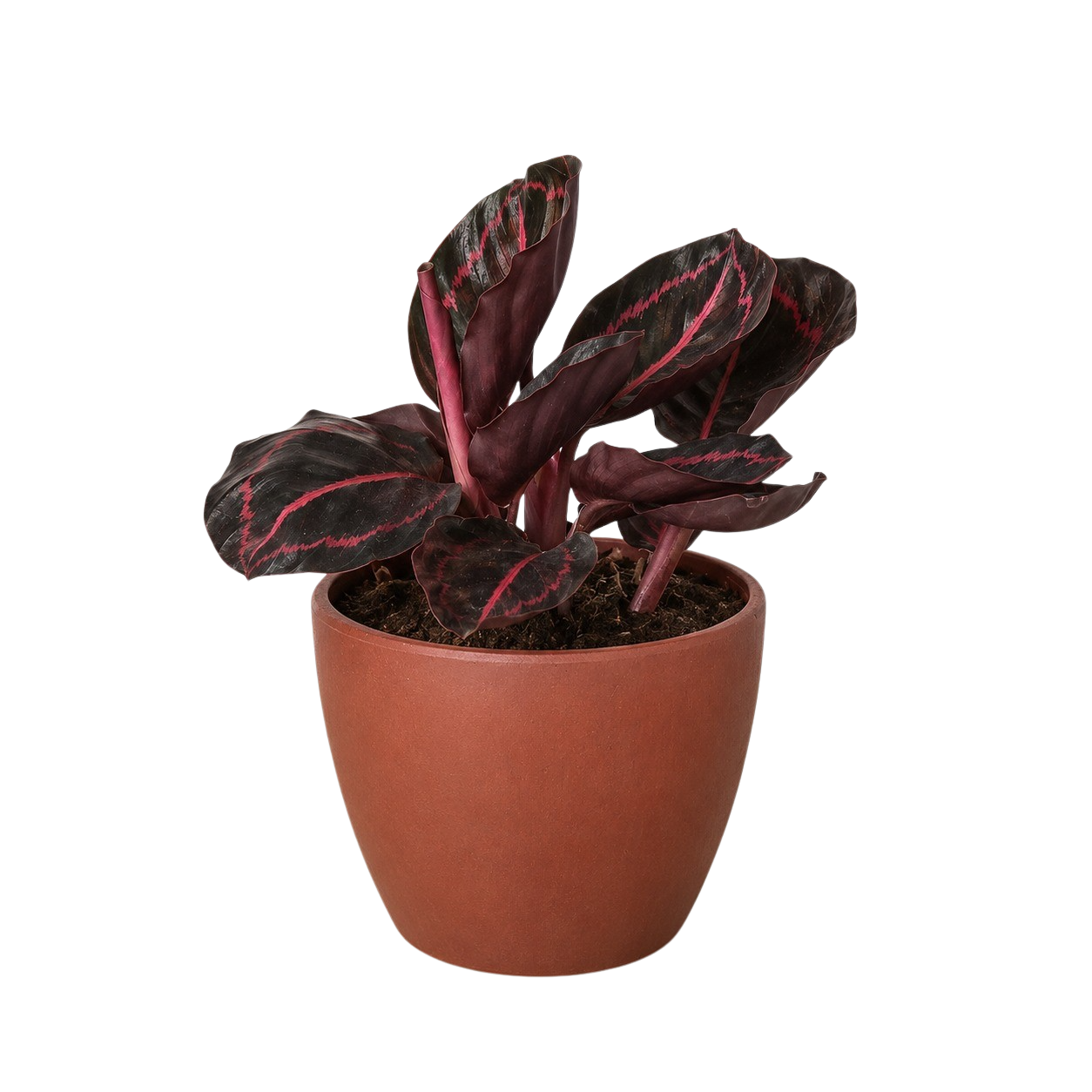 Calathea 'Dottie' - 4" Pot - NURSERY POT ONLY