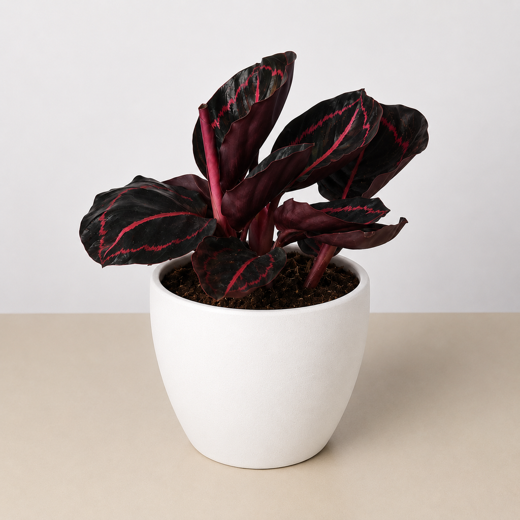 Calathea 'Dottie' - 4" Pot - NURSERY POT ONLY