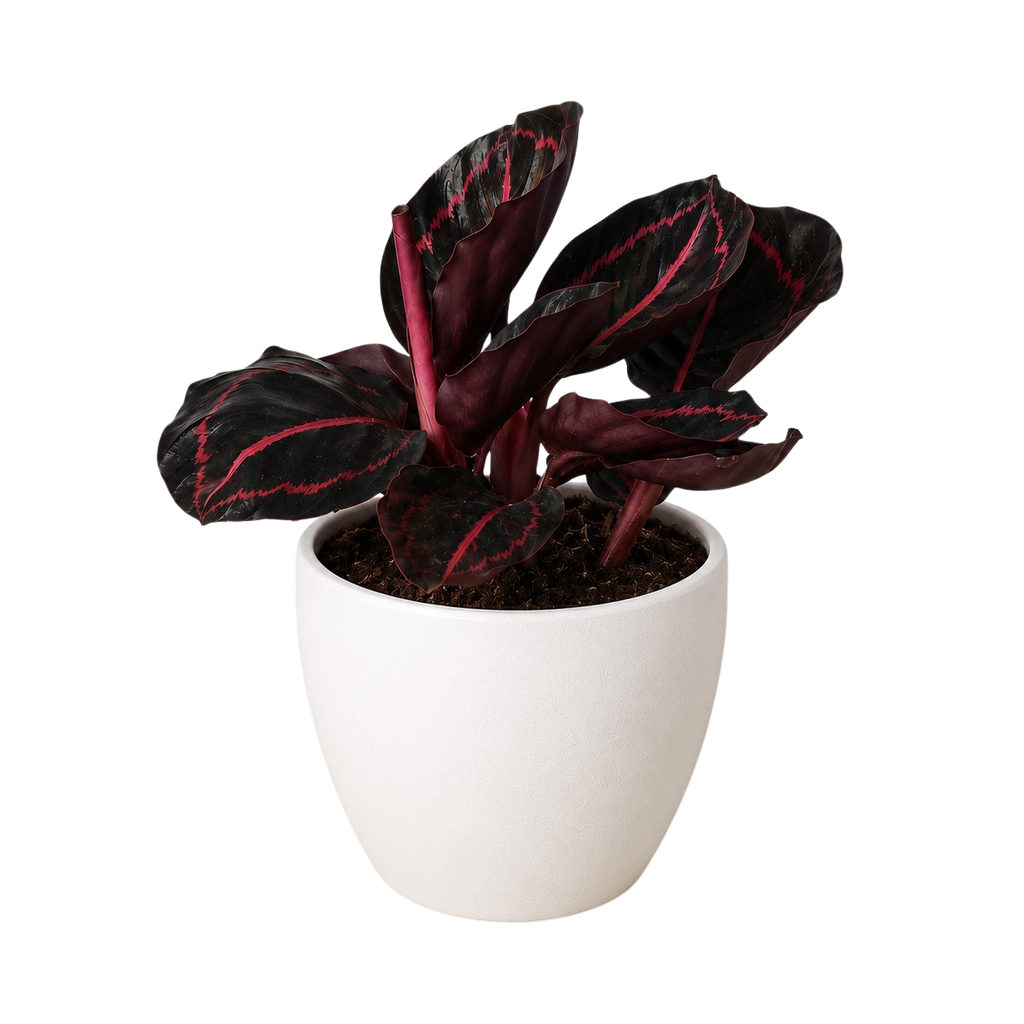Calathea 'Dottie' - 4" Pot - NURSERY POT ONLY