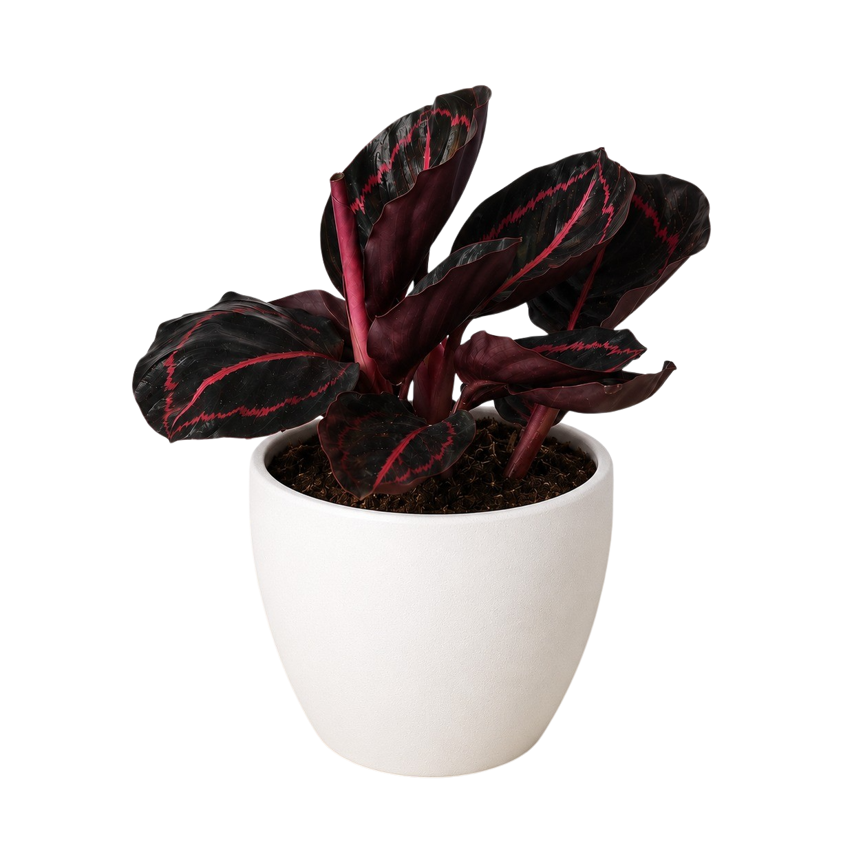 Calathea 'Dottie' - 4" Pot - NURSERY POT ONLY