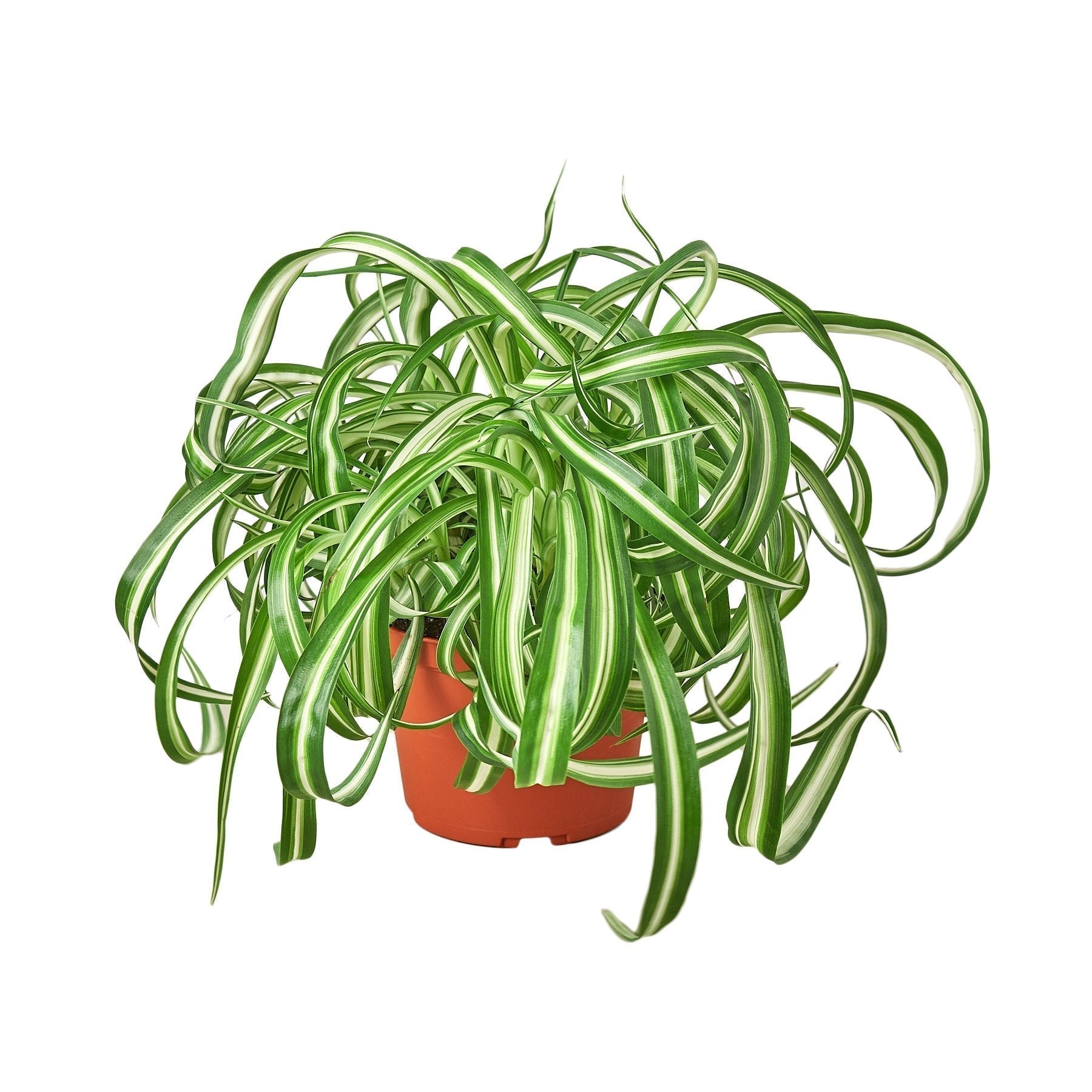 Spider Plant Hawaiian - 4" Pot - NURSERY POT ONLY