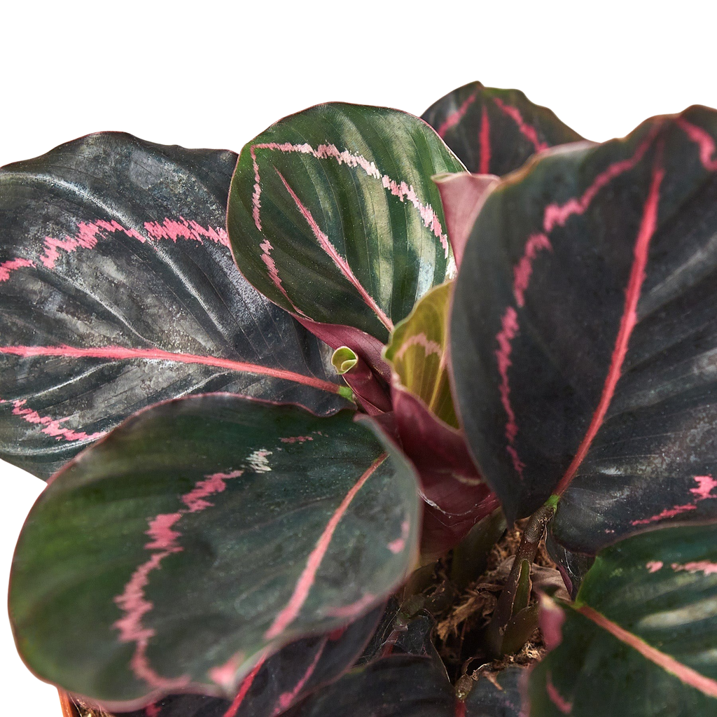 Calathea 'Dottie' - 4" Pot - NURSERY POT ONLY