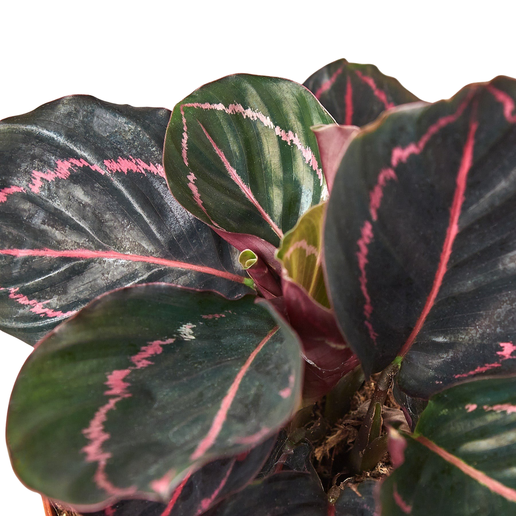 Calathea 'Dottie' - 4" Pot - NURSERY POT ONLY