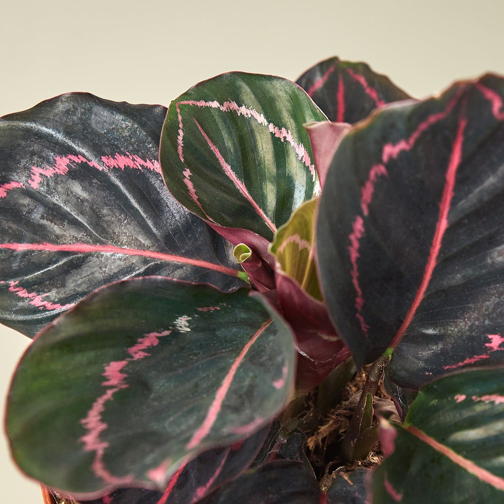 Calathea 'Dottie' - 4" Pot - NURSERY POT ONLY