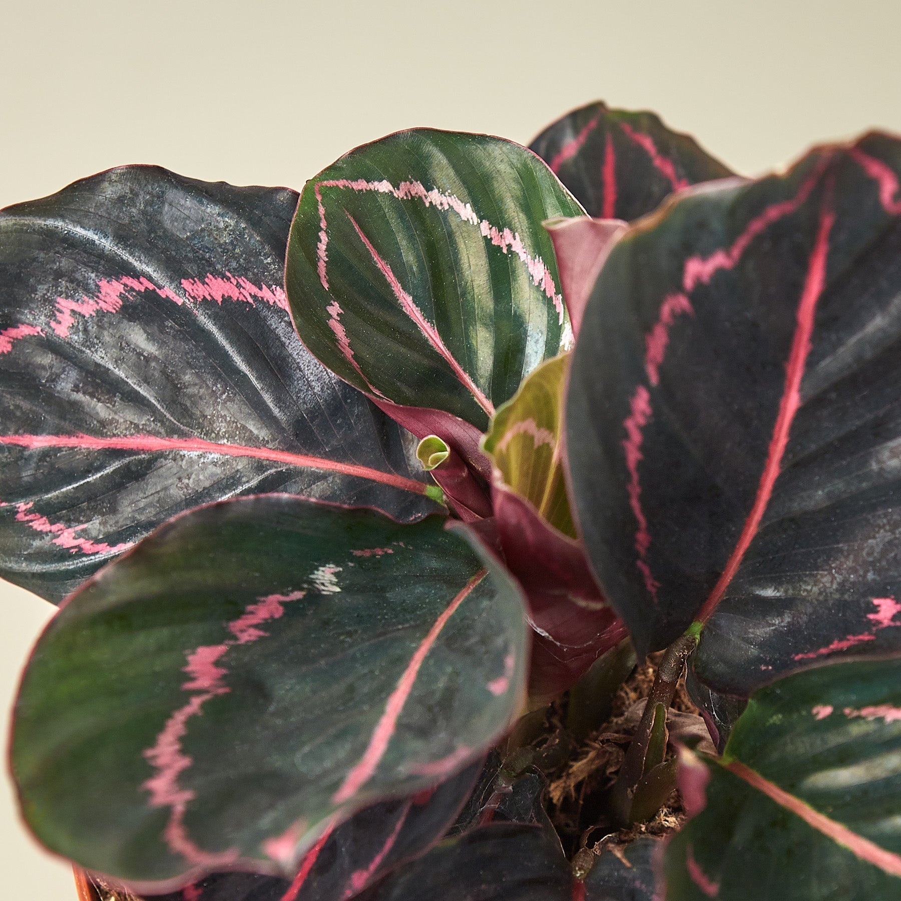 Calathea 'Dottie' - 4" Pot - NURSERY POT ONLY