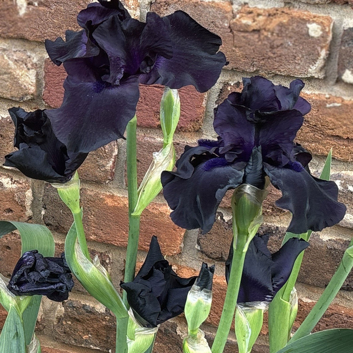 Raven Girl Black Iris Potted Quart Pot