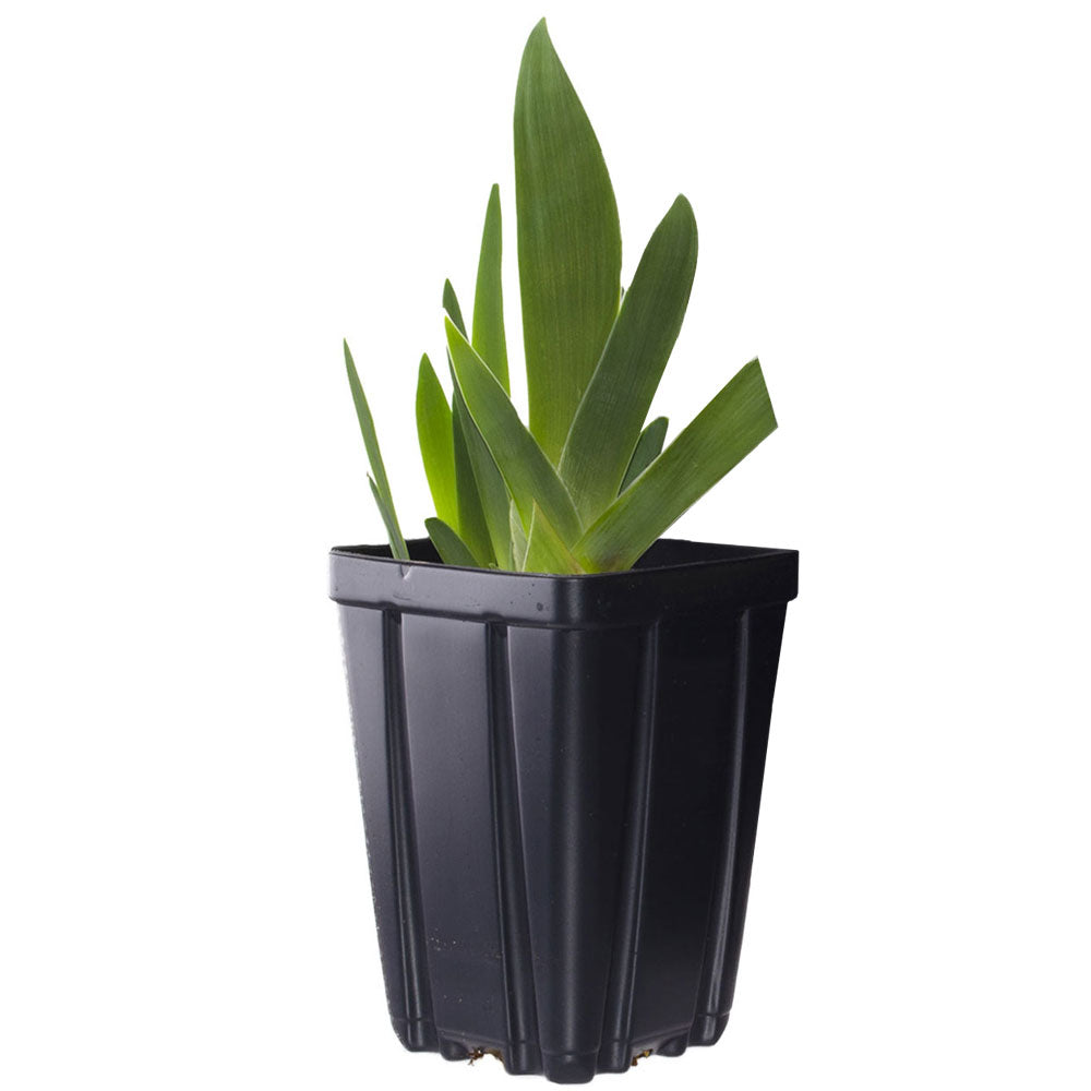 Feel The Thunder Fragrant Iris Potted Quart Pot