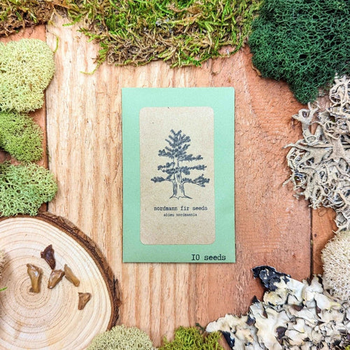 Abies Nordmannia 'Nordmann Fir' Seeds