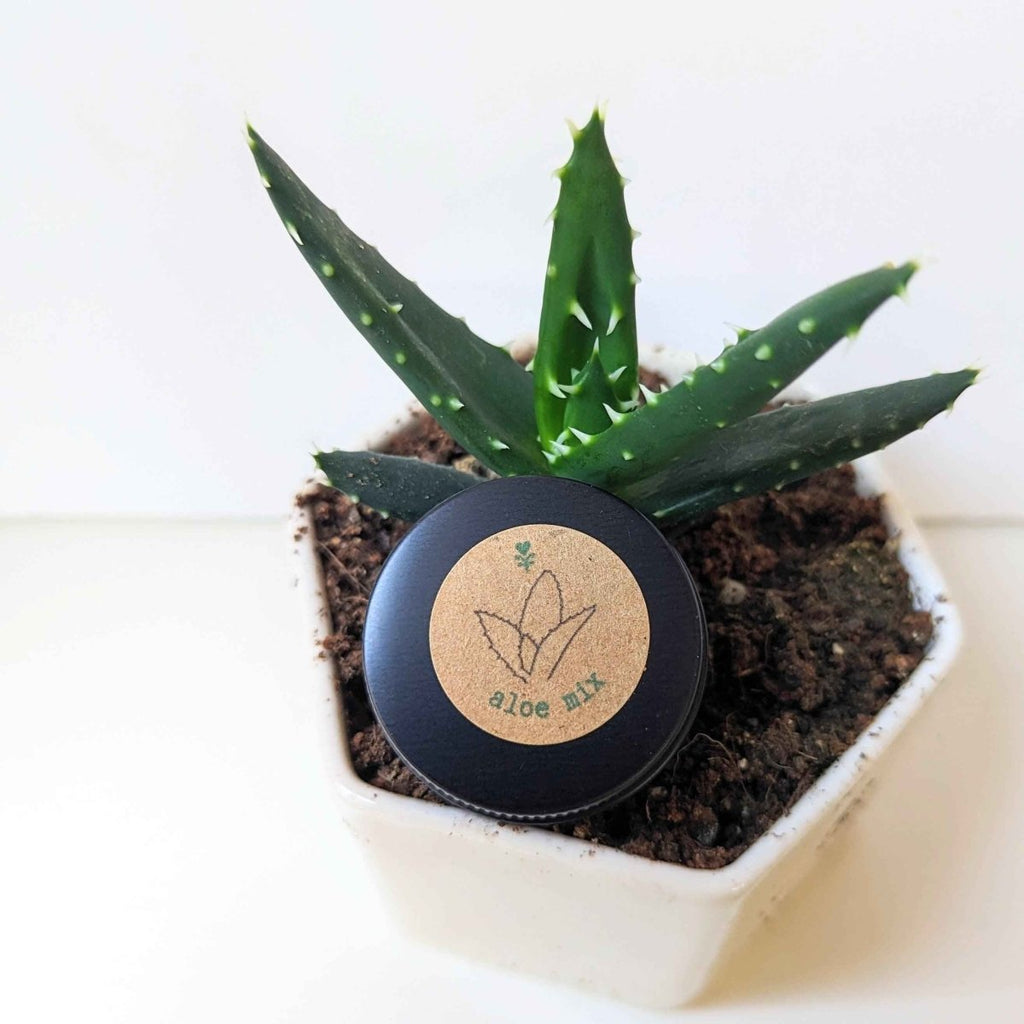 Aloe Mix Seeds