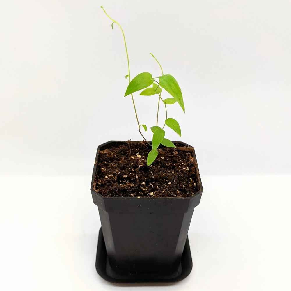 Asparagus Asparagoides Smilax 'Bridal Creeper' Seeds