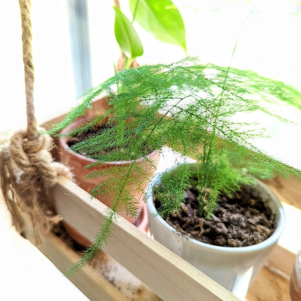 Asparagus Plumosus Nana 'Lace Fern' Seeds