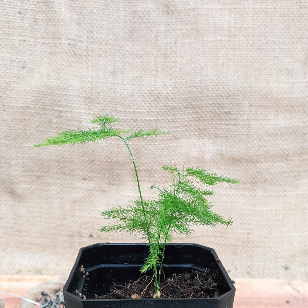 Asparagus Plumosus Nana 'Lace Fern' Seeds