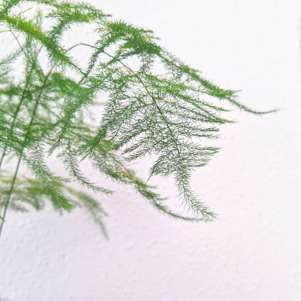 Asparagus Plumosus Nana 'Lace Fern' Seeds