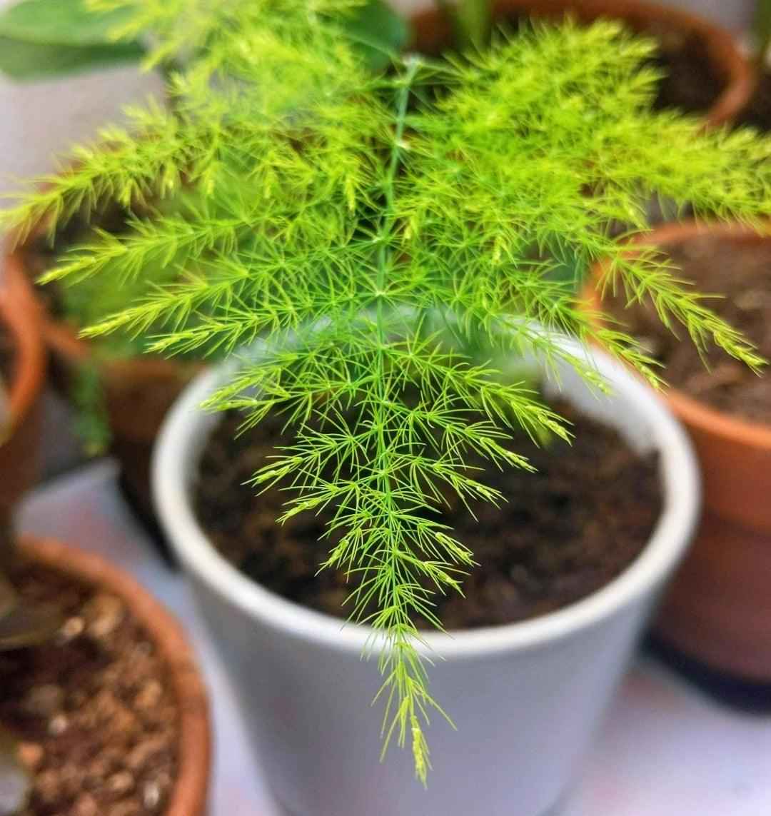Asparagus Plumosus Nana 'Lace Fern' Seeds