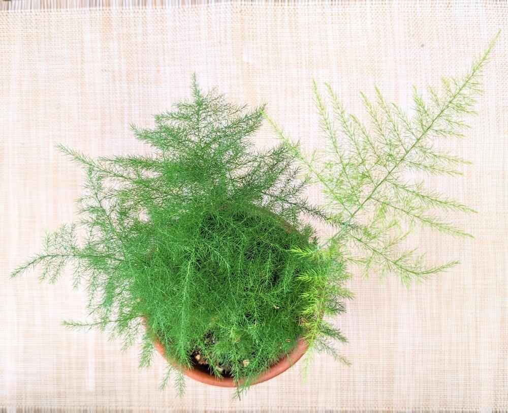 Asparagus Plumosus Nana 'Lace Fern' Seeds