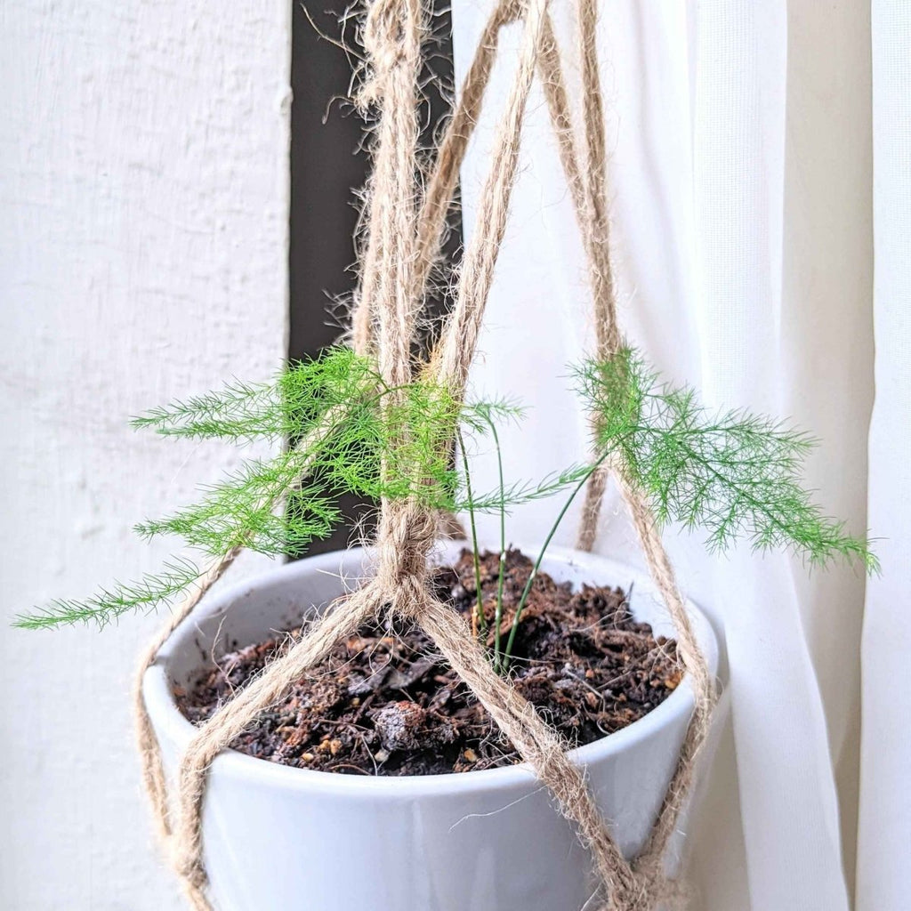 Asparagus Plumosus Nana 'Lace Fern' Seeds