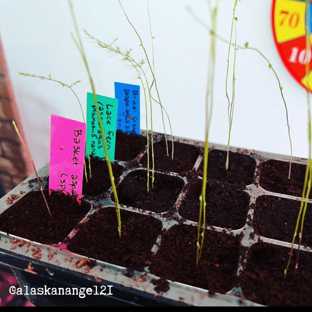 Asparagus Sprengeri 'Basket Asparagus' Seeds