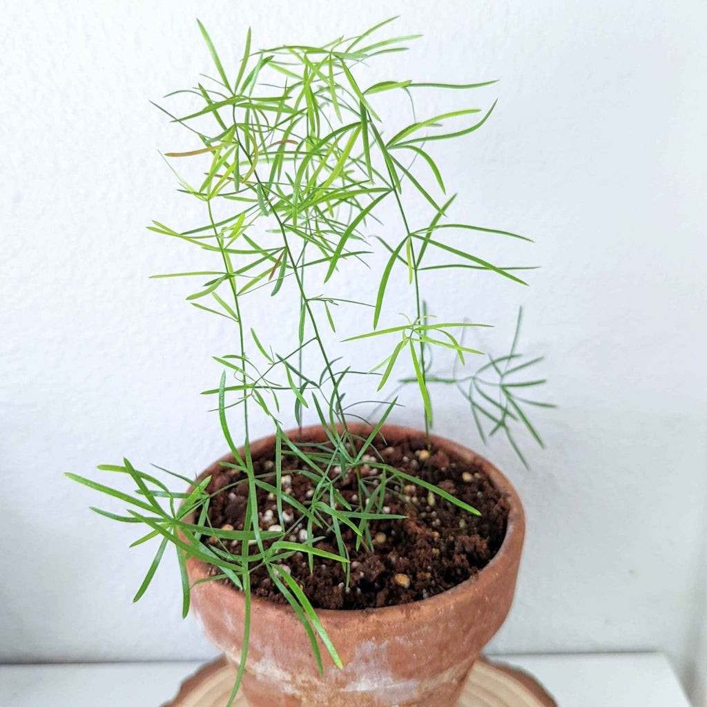 Asparagus Sprengeri 'Basket Asparagus' Seeds