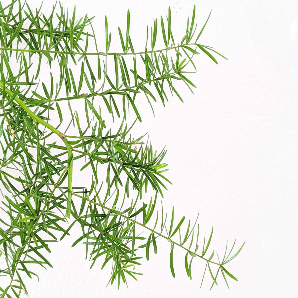 Asparagus Sprengeri 'Basket Asparagus' Seeds