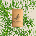 Asparagus Sprengeri 'Basket Asparagus' Seeds
