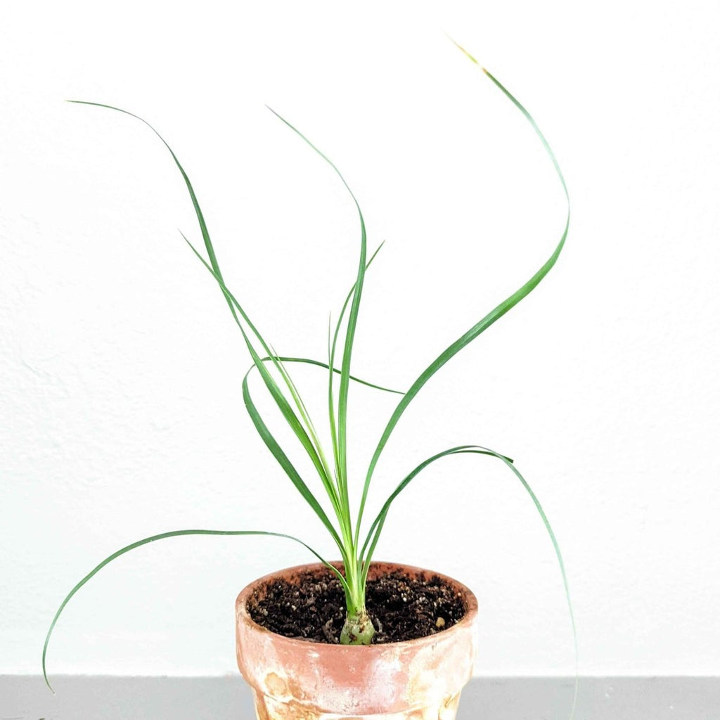 Beaucarnea Recurvata 'Ponytail Palm' Seeds