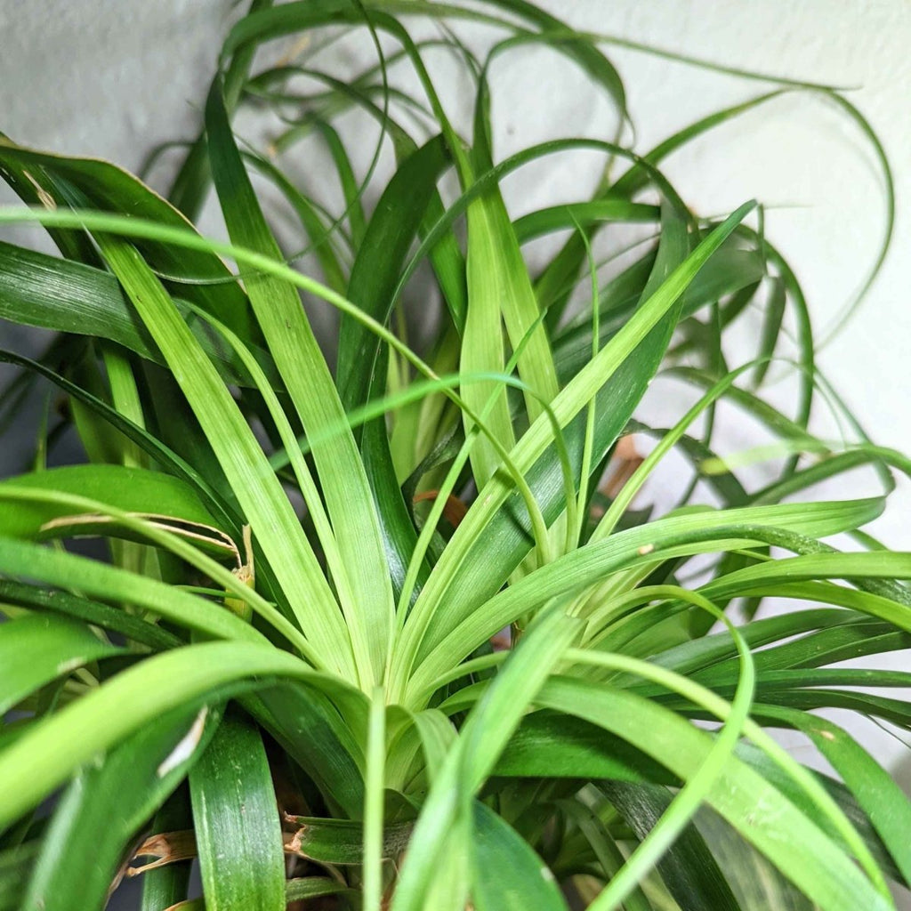 Beaucarnea Recurvata 'Ponytail Palm' Seeds