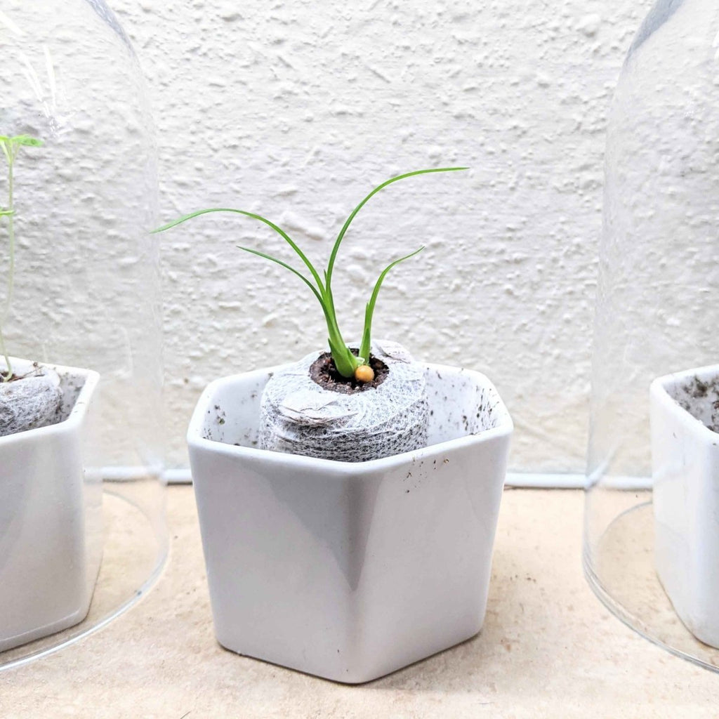 Beaucarnea Recurvata 'Ponytail Palm' Seeds