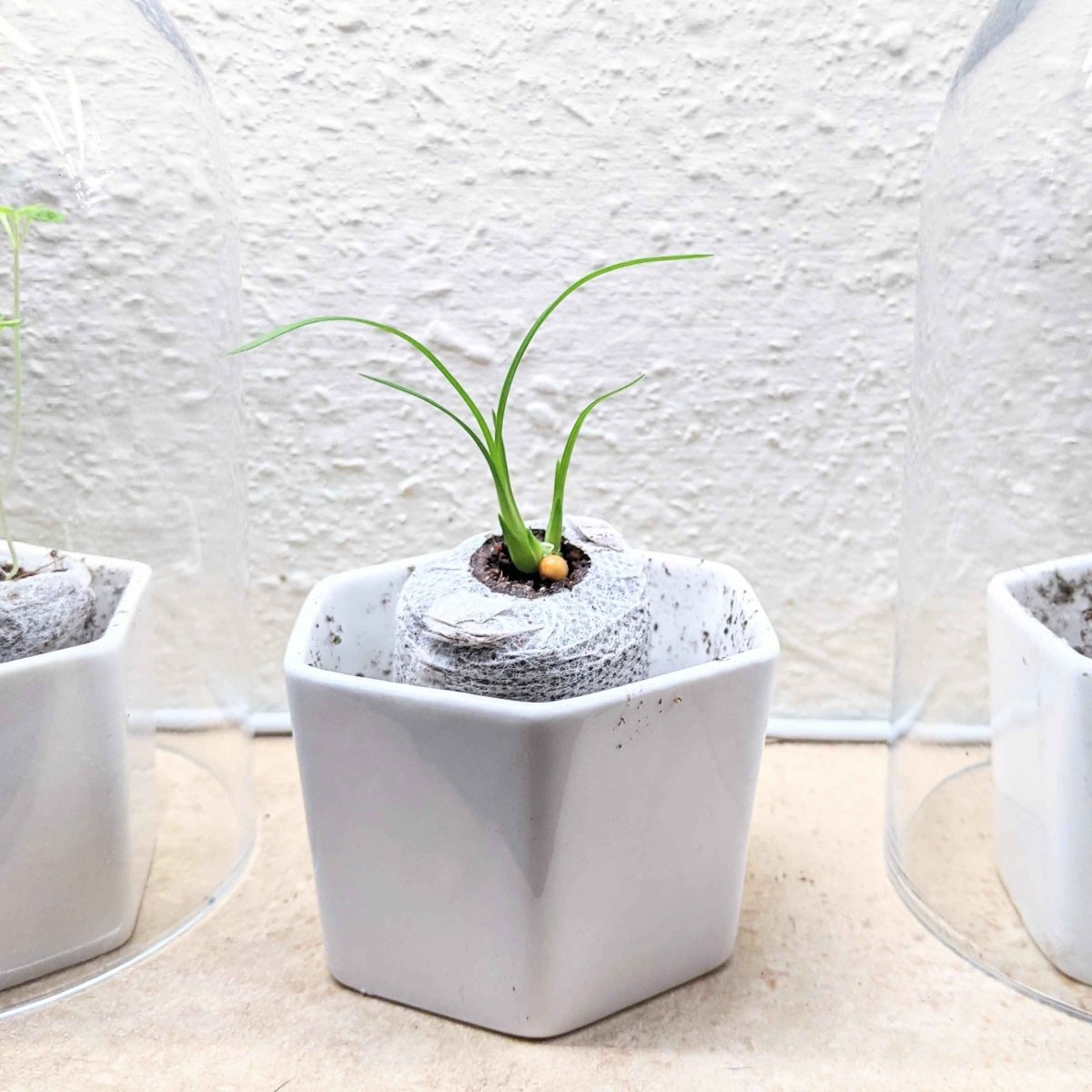 Beaucarnea Recurvata 'Ponytail Palm' Seeds