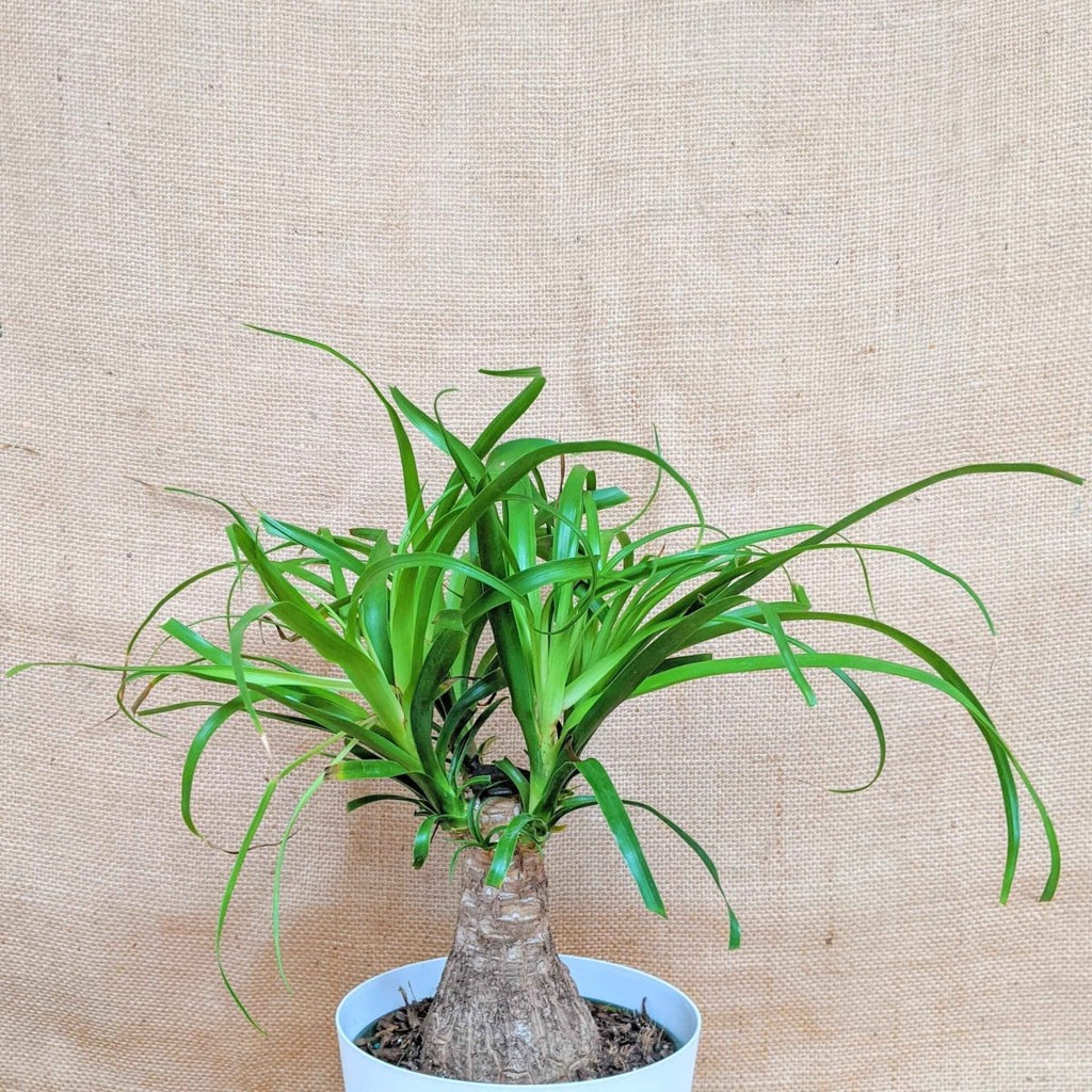 Beaucarnea Recurvata 'Ponytail Palm' Seeds