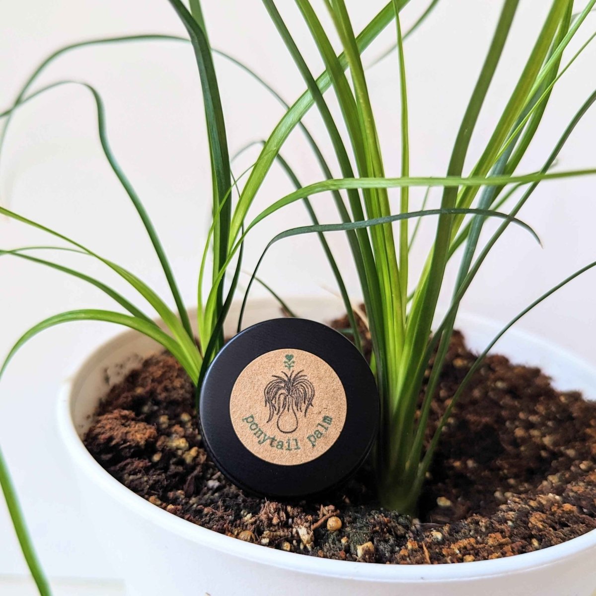 Beaucarnea Recurvata 'Ponytail Palm' Seeds