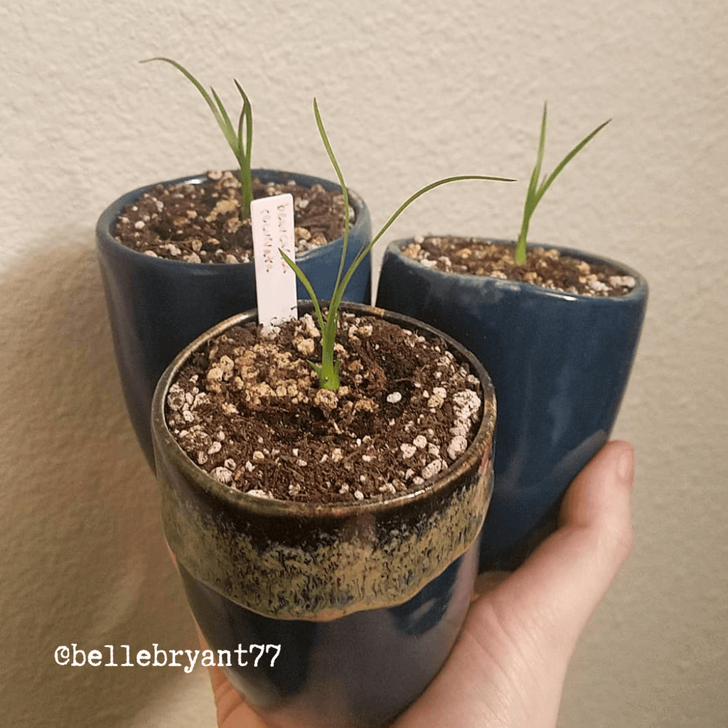 Beaucarnea Recurvata 'Ponytail Palm' Seeds