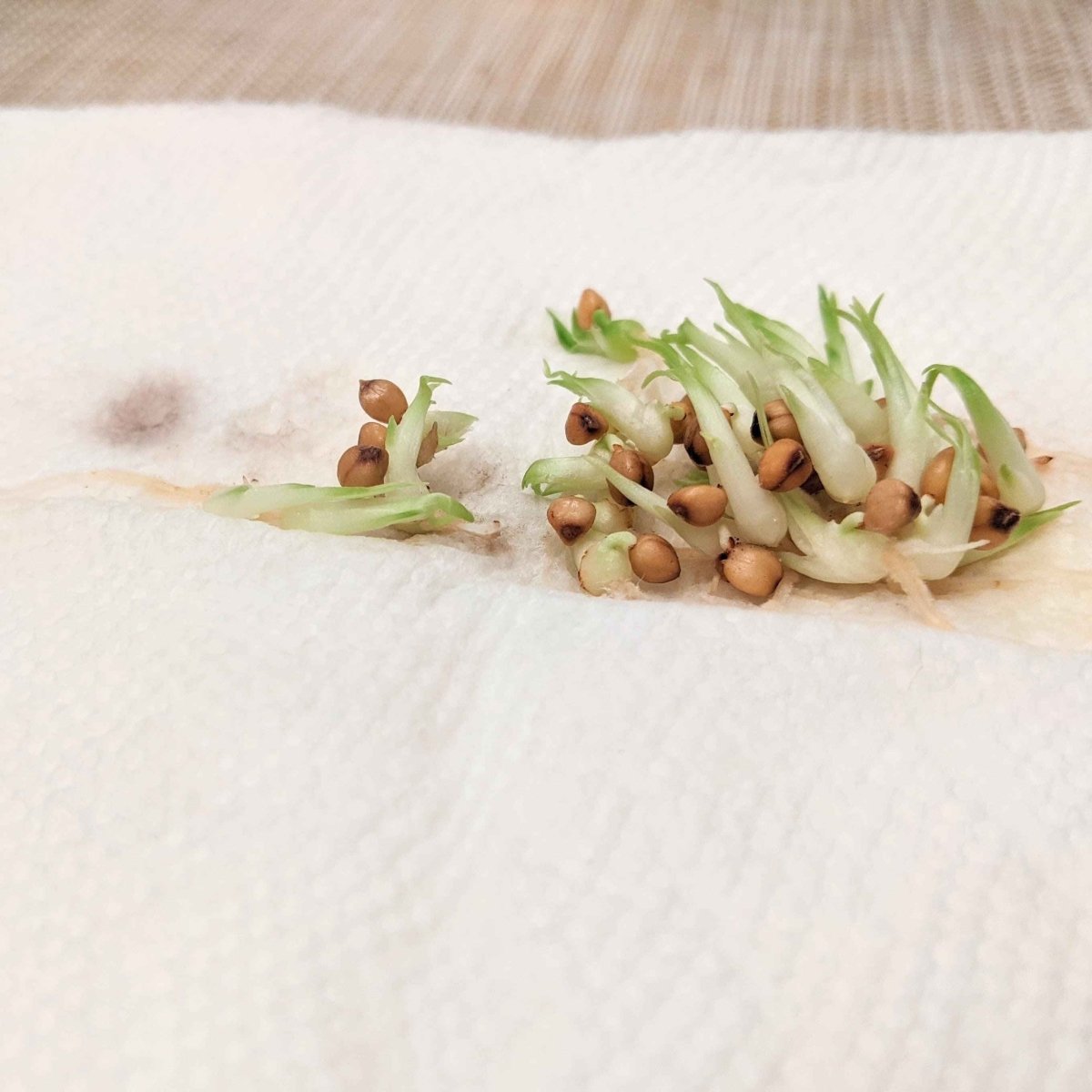 Beaucarnea Recurvata 'Ponytail Palm' Seeds