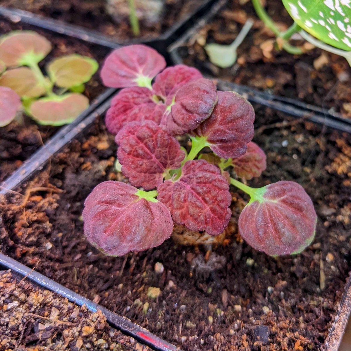 Black Dragon Coleus Seeds