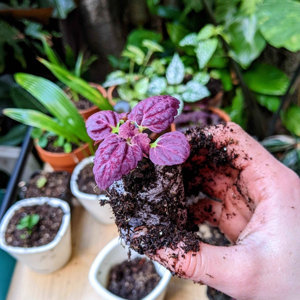 Black Dragon Coleus Seeds