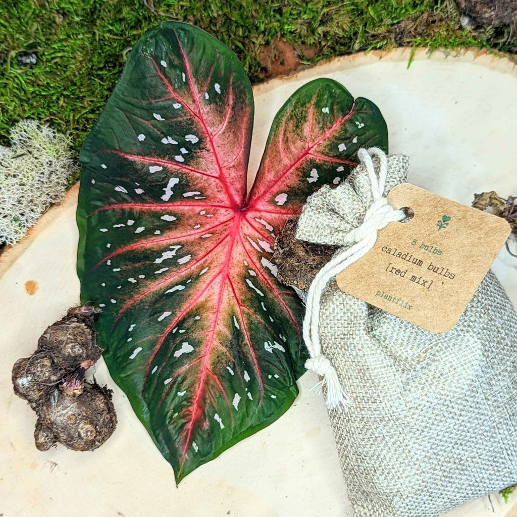 Caladium Mix Bulbs