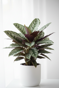 Calathea 'Beauty Star' - 4" Pot - NURSERY POT ONLY