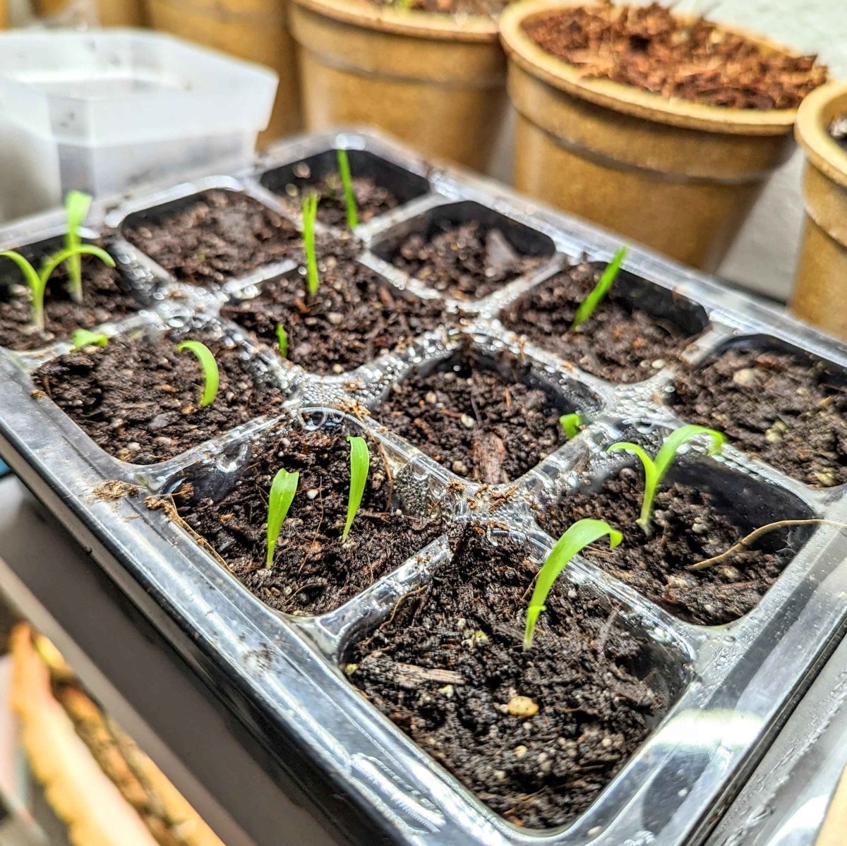 Chlorophytum Amaniense 'Fire Flash' Seeds