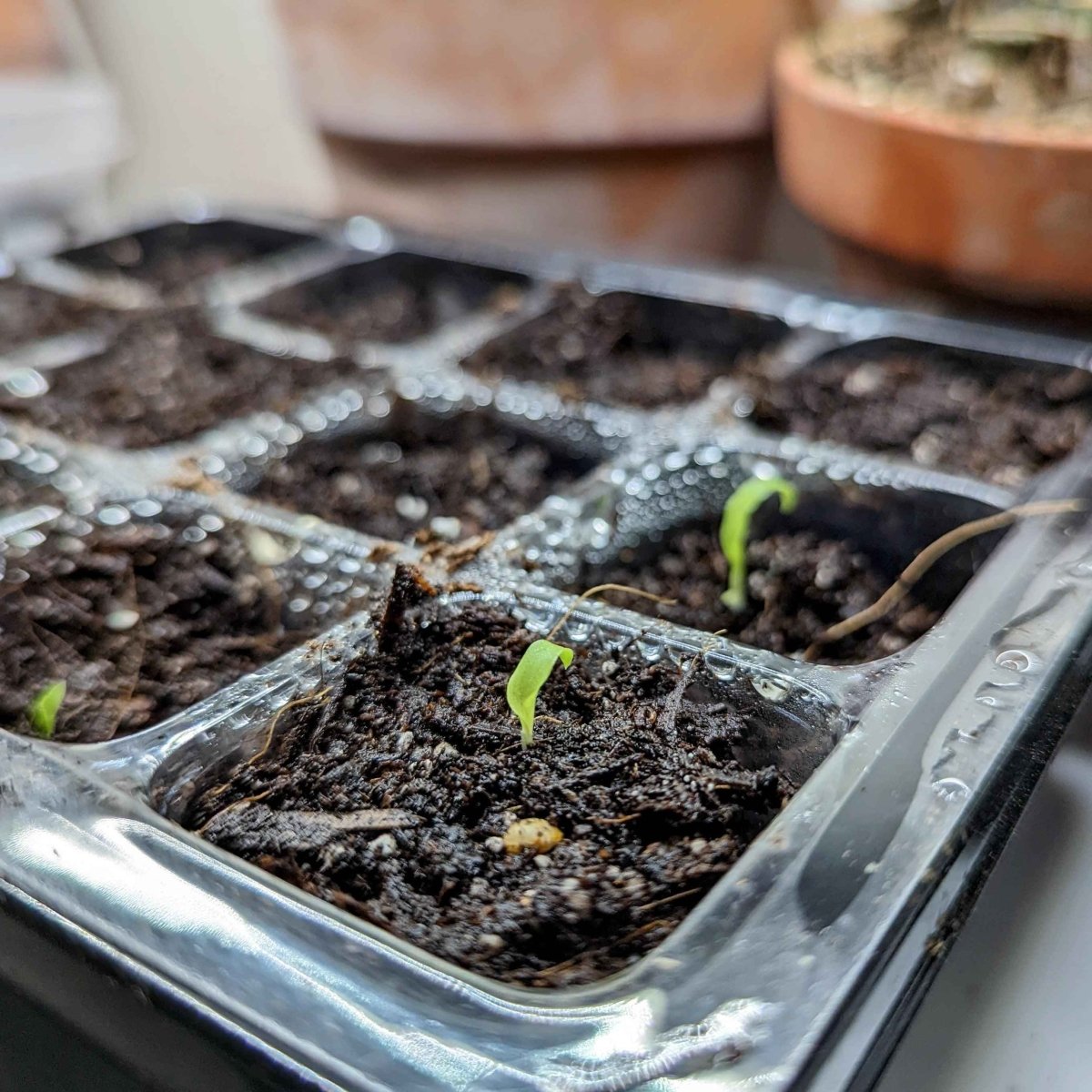 Chlorophytum Amaniense 'Fire Flash' Seeds