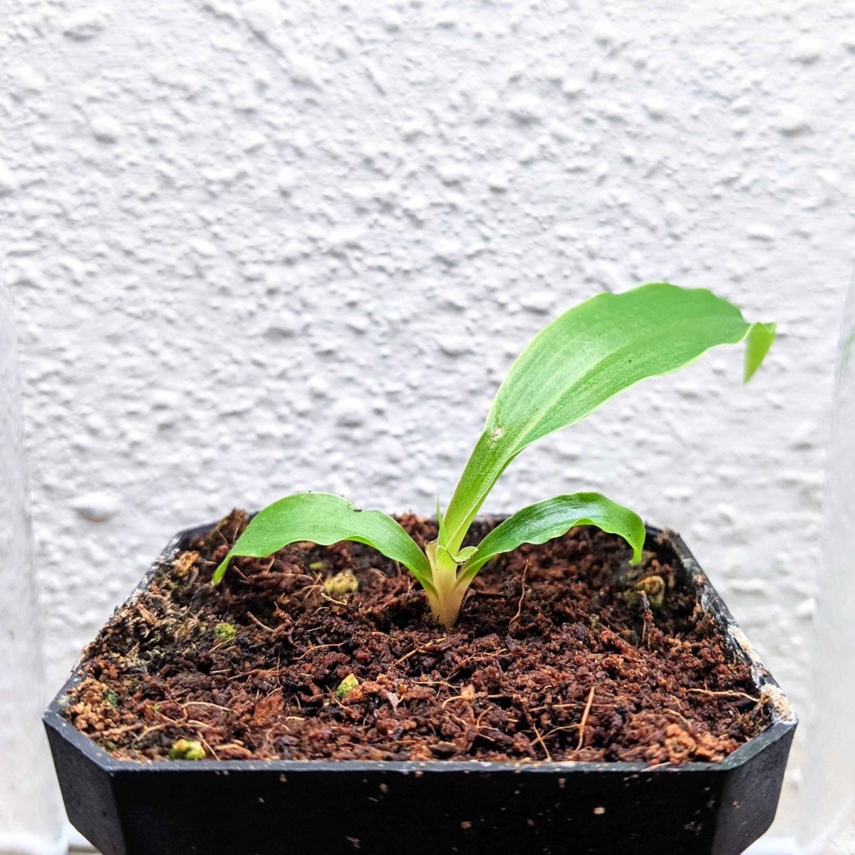 Chlorophytum Amaniense 'Fire Flash' Seeds