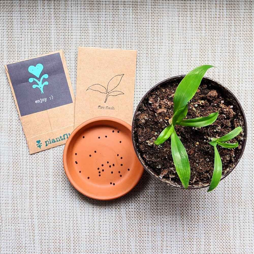 Chlorophytum Amaniense 'Fire Flash' Seeds