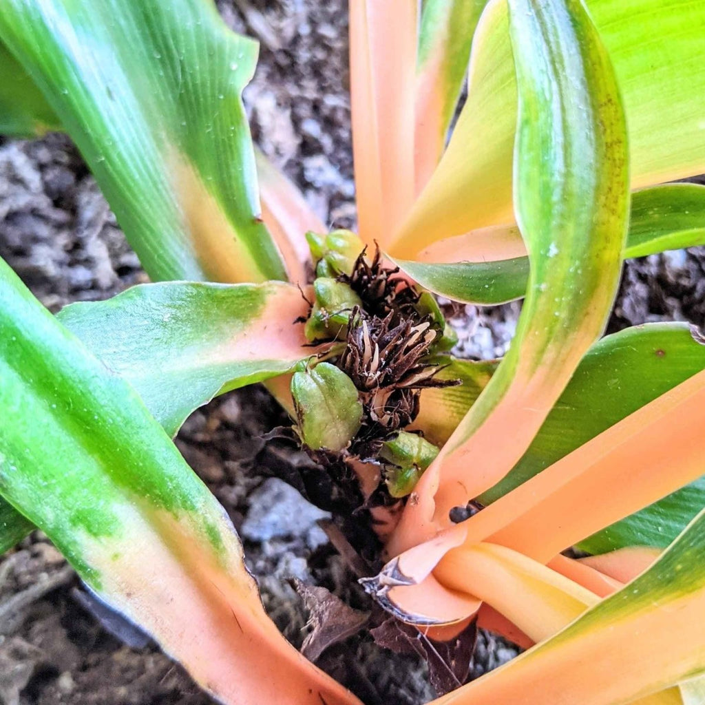 Chlorophytum Amaniense 'Fire Flash' Seeds