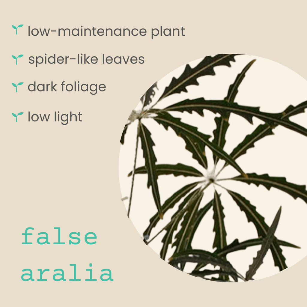 Dizygotheca elegantissima 'False Aralia' Seeds