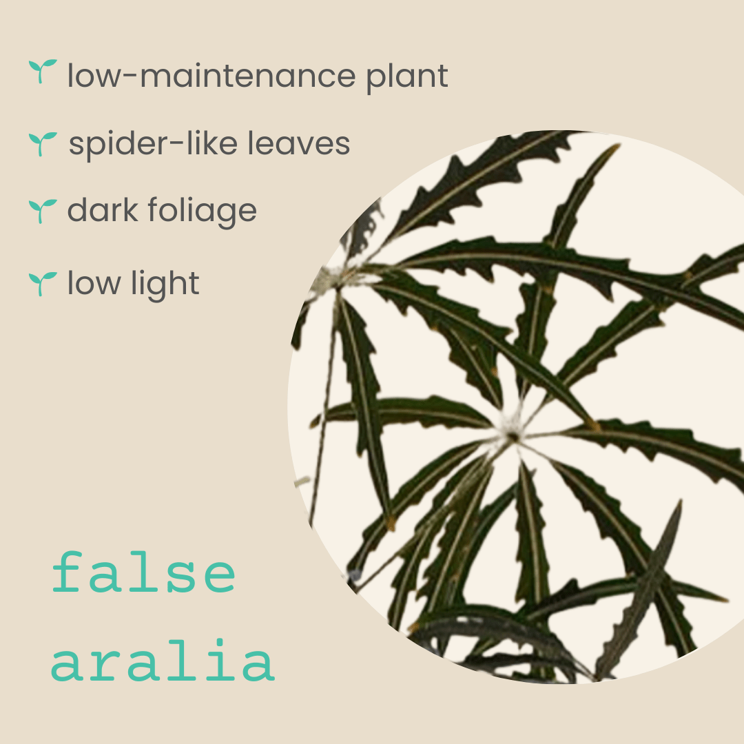 Dizygotheca elegantissima 'False Aralia' Seeds