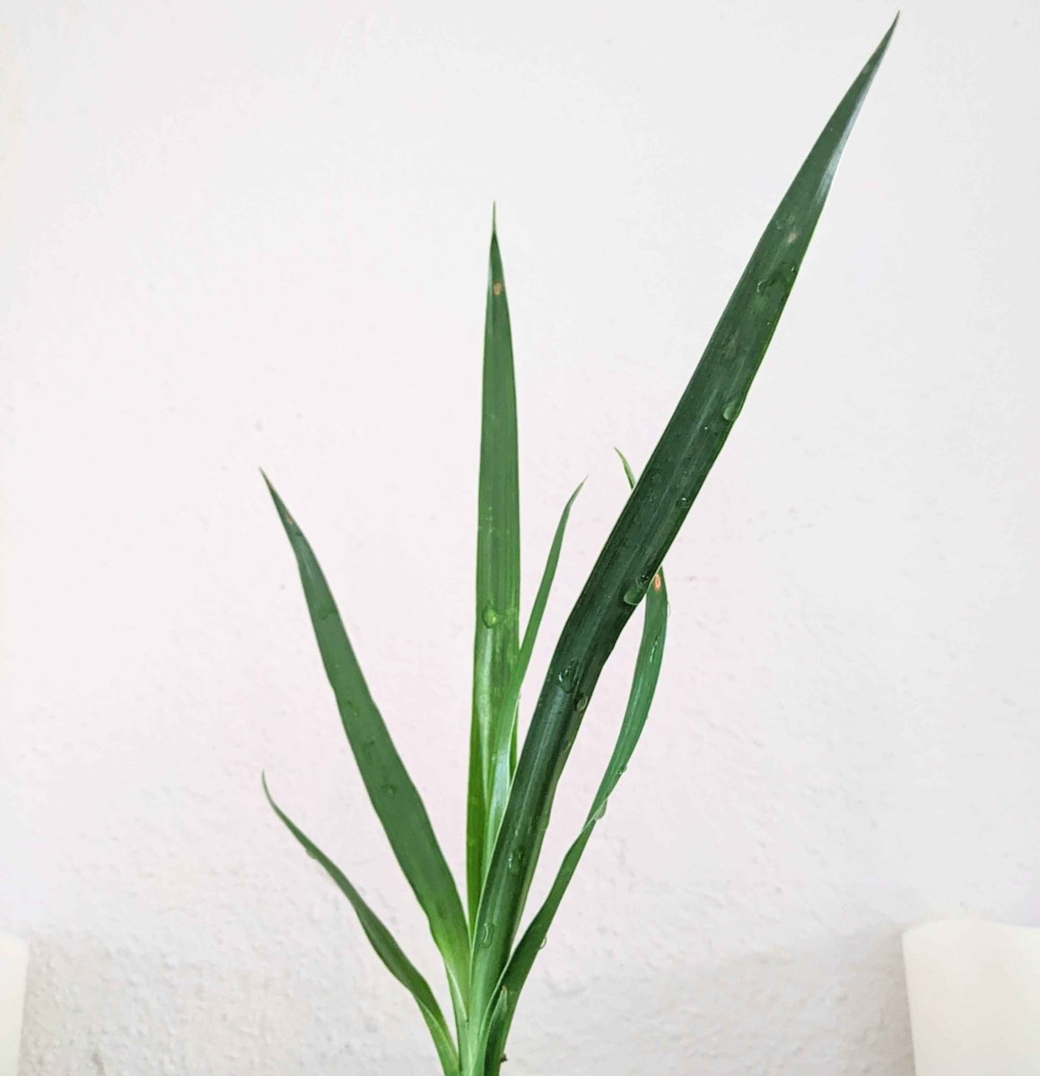 Dracaena Draco 'Dragon Tree' Seeds