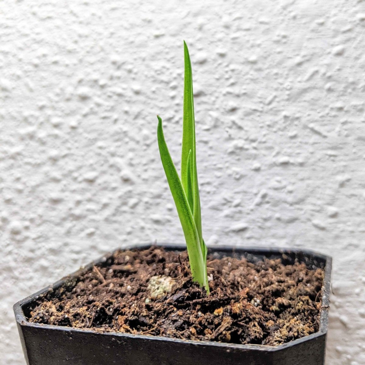Dracaena Draco 'Dragon Tree' Seeds